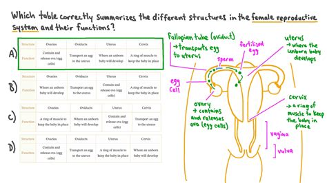 Question Video: Summarizing the Parts of the Female Reproductive System and Their Functions | Nagwa