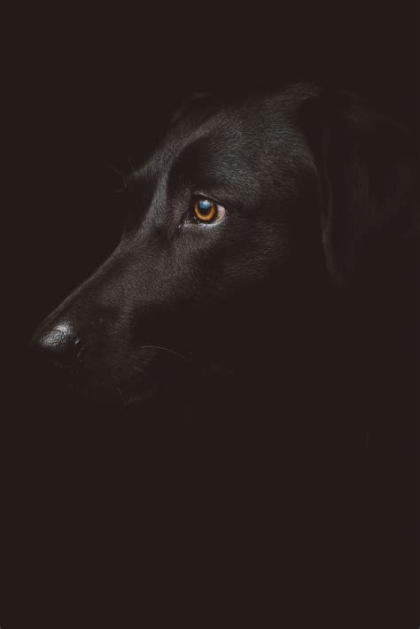 Do Our Dogs See In The Dark? A Dogs Night Vision Capabilities Explained - BusterBox Blog