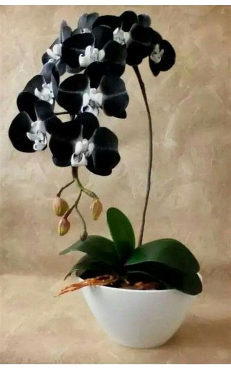 Orquídeas negras | Orchid plants, Beautiful orchids, Planting flowers