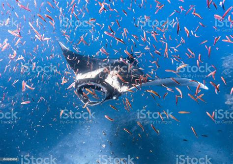 Pelagic Oceanic Manta Ray Swimming Over Cleaning Station Classed As ...