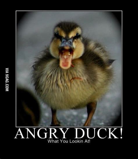 Angry Duck - 9GAG