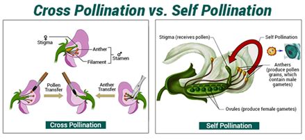 Difference Between Self Pollination and Cross Pollination