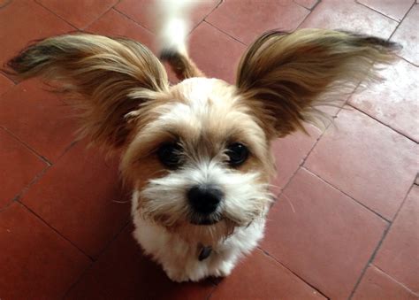 Extremely cute little dog with huge fluffy ears | Cute little dogs ...