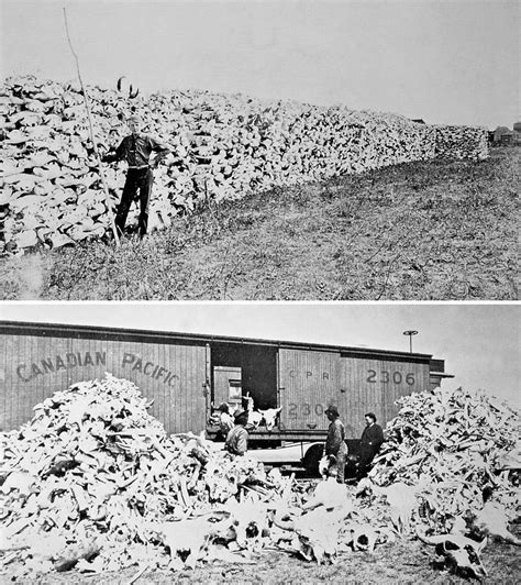 Bison Skulls to be Used for Fertilizer, 1870 - Rare Historical Photos | Bison skull, Rare ...