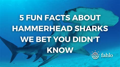 Fun Facts About Hammerhead Sharks We Bet You Didn't Know | Fahlo