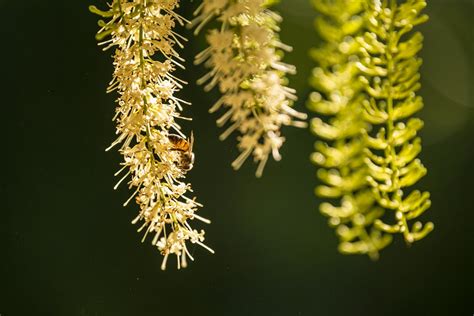 Australian Honey Bees Chris Sweetapple Photography