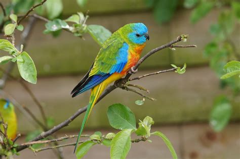 Turquoise Parrot - Aviculture Hub