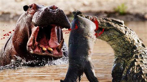 Hippo Vs Crocodile - Hippo Fights Crocodiles Off Dead Companion | Who ...