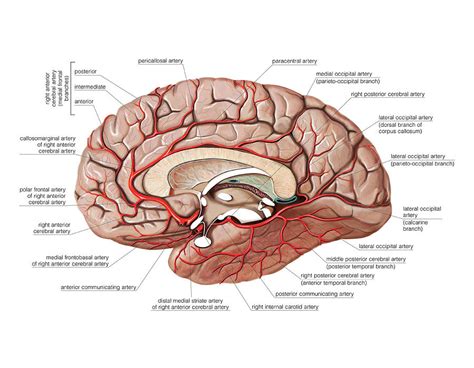 Arterial System Of The Brain #11 Photograph by Asklepios Medical Atlas - Fine Art America