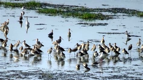 Migratory birds arrive in Chilika lake - OrissaPOST