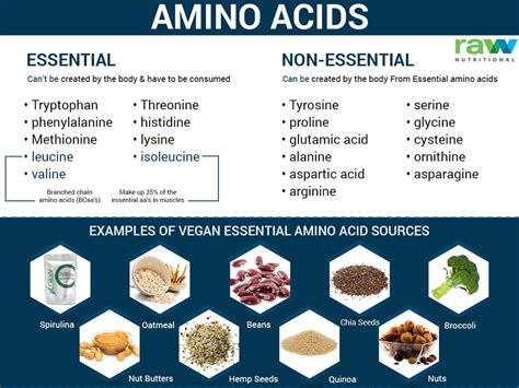 Essential and Non-Essential Amino Acids and Their Vegan Sources ...