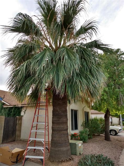 Washingtonia filifera seeds - Freebies - PalmTalk