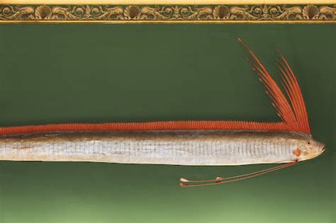 Oarfish — Google Arts & Culture