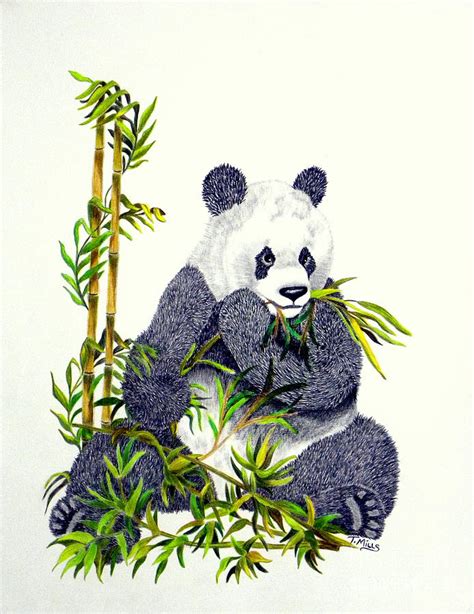 Giant Panda Eating Bamboo Drawing