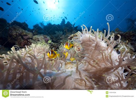 Anemone and anemonefish stock photo. Image of anemone - 11974104