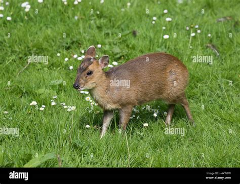 Baby muntjac hi-res stock photography and images - Alamy