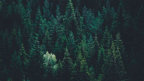 Trees, top view, forest, dark, 1600X900 Forest HD wallpaper | Pxfuel