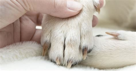 Claw and Nail Disorders in Dogs