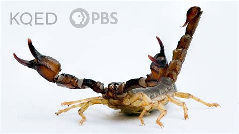 Scorpions Are Predators With a Sensitive Side | Deep Look - YouTube