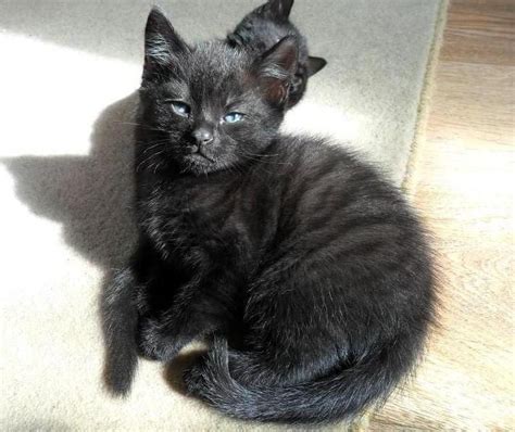 black smoke cats rare | Rare Black Smoke Ghost Tabby Kittens. I have ...