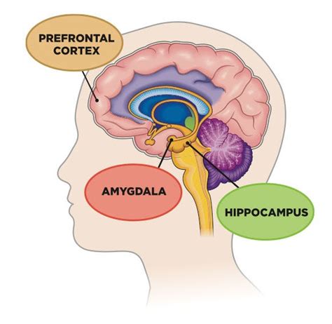 Build that Prefrontal Lobe up. Hi there, neuro beginners! Welcome back ...