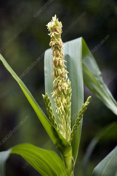 Maize flower - Stock Image - E770/2063 - Science Photo Library