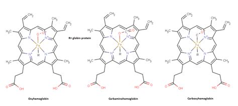 hemoglobin: Definition from Answers.com | Chemistry a level, Biomimicry architecture, Life questions