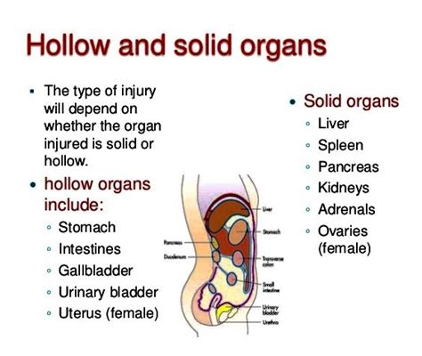 Hollow and solid organs. | Emt study, Body anatomy, Paramedic school ...