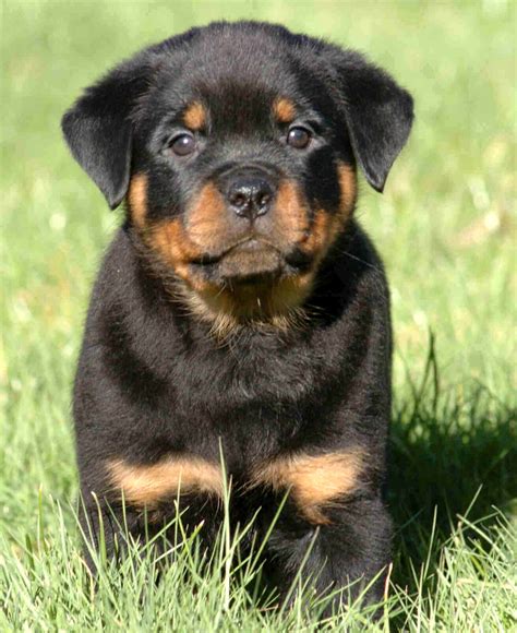 Trojan Rottweilers - Rottweiler Breeder in British Columbia, Canada