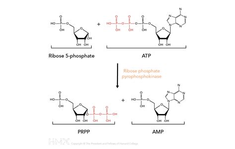 Solved The enzyme ribose phosphate pyrophosphokinase (PRPP) | Chegg.com