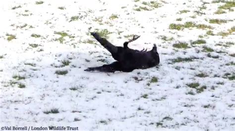 Not dead, just playful. Raven frolics in London snowfall