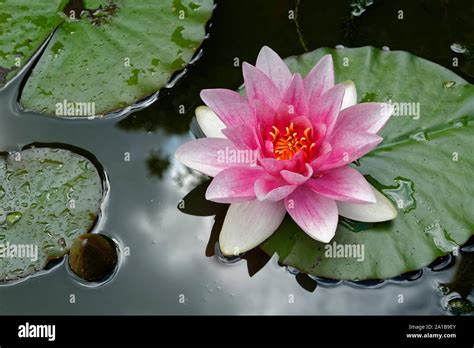 Pink Water Lily Stock Photo - Alamy