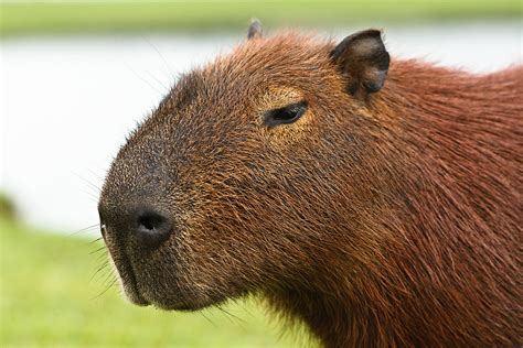 Who's the giant hamster?! | Capybaras are very common in bra… | Flickr