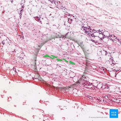 Ground substance: histology and function | Kenhub