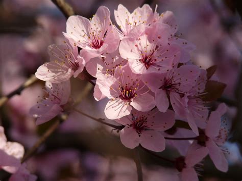 Sakura Flower Wallpaper - WallpaperSafari