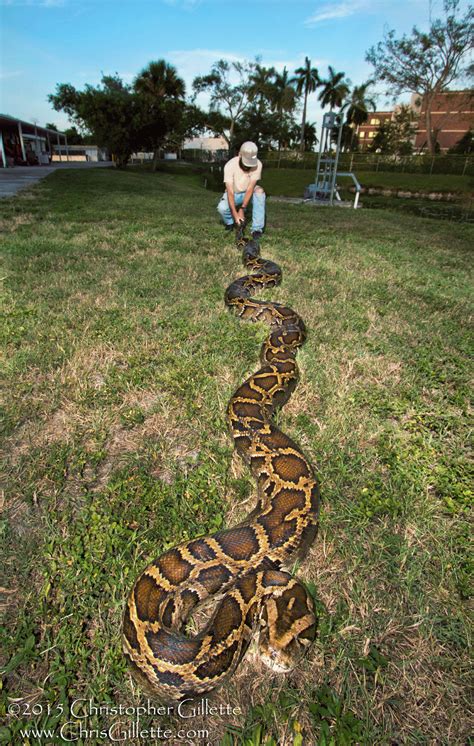 Catholic Educator: Burmese Pythons, Drugs and “Invasive Species”