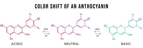 Why Do AnthocyaninsChange Color - Givaudan Sense Colour