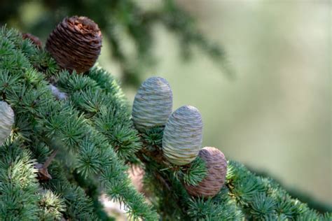 Mountain Cedar Tree Stock Photos, Pictures & Royalty-Free Images - iStock