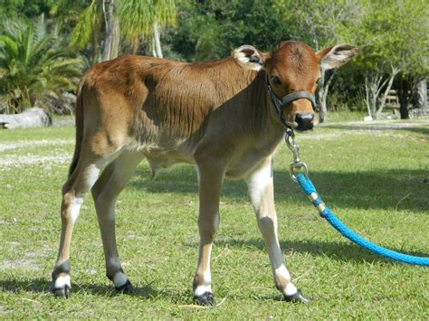 Miniature Zebu Cattle For Sale in Florida | Cows for sale, Zebu cattle, Miniture cows