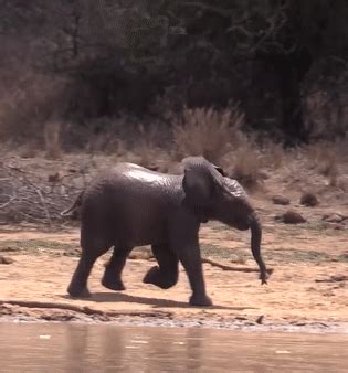 baby elephant gifs | Tumblr