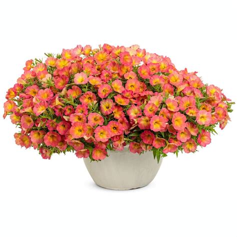 SUPERTUNIA® Persimmon Petunia - Garden Crossings