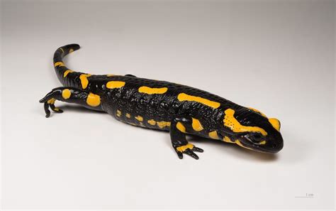 PHOTOGRAPHY PLUS: Amphibians | A stock photos and electronic ...