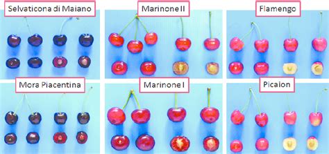 Fruit morphology of some ancient varieties of sweet cherry. | Download ...