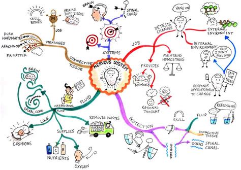 Nervous System @ Mind Map Art