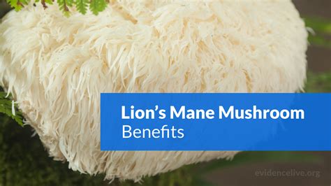 Lion's Mane Mushroom: Benefits, Uses, and Side Effects - EvidenceLive