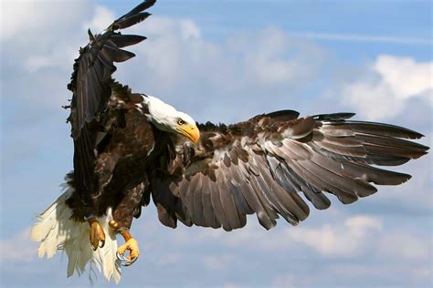 How Long Do Bald Eagles Live? - Bald Eagle Lifespan & Facts