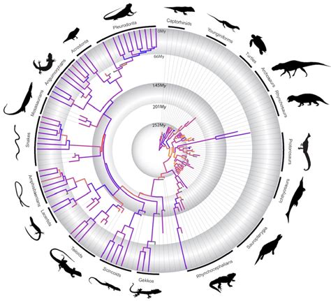 Revisiting the question of reptile evolution