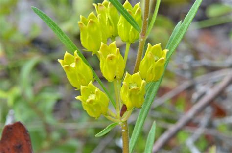 Florida Native Milkweed – Offbeet-Gardener.com