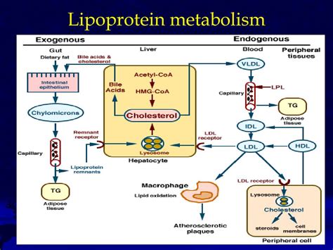 PPT - Hyperlipoproteinemia PowerPoint Presentation - ID:628585