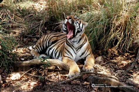 Untamed Traveller: Best 5 Tiger Reserves of Central India